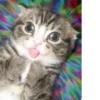 Стики из @Anonymnyi_chat_bot 10