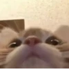 Стики из @Anonymnyi_chat_bot 11