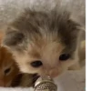 Стики из @Anonymnyi_chat_bot 12