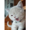 Not So Polite Cats (@heahy) 13
