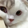 Cątś 8