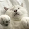 Cątś 9