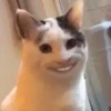Not So Polite Cats (@heahy) 14