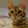 Not So Polite Cats (@heahy) 18