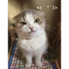 Not So Polite Cats (@heahy) 19