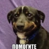 ПОМОГИТЕ