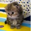 Стики из @Anonymnyi_chat_bot 21