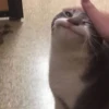 Not So Polite Cats (@heahy) 22
