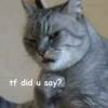 Not So Polite Cats (@heahy) 23