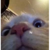 Not So Polite Cats (@heahy) 24