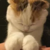 Стики из @Anonymnyi_chat_bot 24