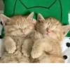 Стики из @Anonymnyi_chat_bot 26