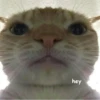 Not So Polite Cats (@heahy) 25