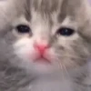 Стики из @Anonymnyi_chat_bot 28