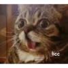 Not So Polite Cats (@heahy) 27