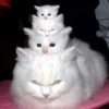 Not So Polite Cats (@heahy) 28
