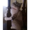 Not So Polite Cats (@heahy) 30