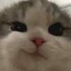 Sabés que te falta? estos🐱 5