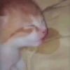 😽 GATITOS PAL CHAT 😺 5