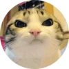 Meow (@Pro100Artem) — @stckrRobot 6