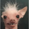 Chihuahua 6