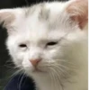 Cats mood 6