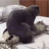 Sabés que te falta? estos🐱 8