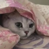 Meow (@Pro100Artem) — @stckrRobot 7