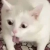 😽 GATITOS PAL CHAT 😺 9
