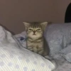 Cats mood 7