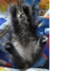 Cats mood 8