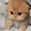 🥺🐱Michitos tiernos🐱🥺 5