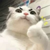 Cats mood 9