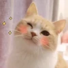 Meow (@Pro100Artem) — @stckrRobot 10