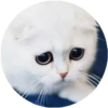 Meow (@Pro100Artem) — @stckrRobot 11