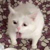 🤪 Reactions 10 😲 8