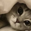 Meow (@Pro100Artem) — @stckrRobot 12