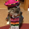 Mariachi Cats🤠😺✨ 6