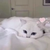 Meow (@Pro100Artem) — @stckrRobot 13