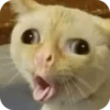 TOP MEMES FAMOSOS 7