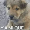 Al chile bro 🤣 6