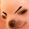 MEME PERRITO 6