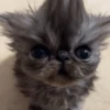 😽 GATITOS PAL CHAT 😺 11