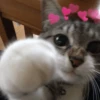 Gatos 🐱🫶🏻 8