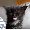 Cats mood 11
