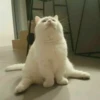 Cats mood 12