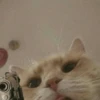 Gato armado