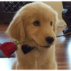Perritos tiernos 3 💘🐶🤭 6
