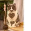Cats mood 14