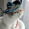 Mariachi Cats🤠😺✨ 7